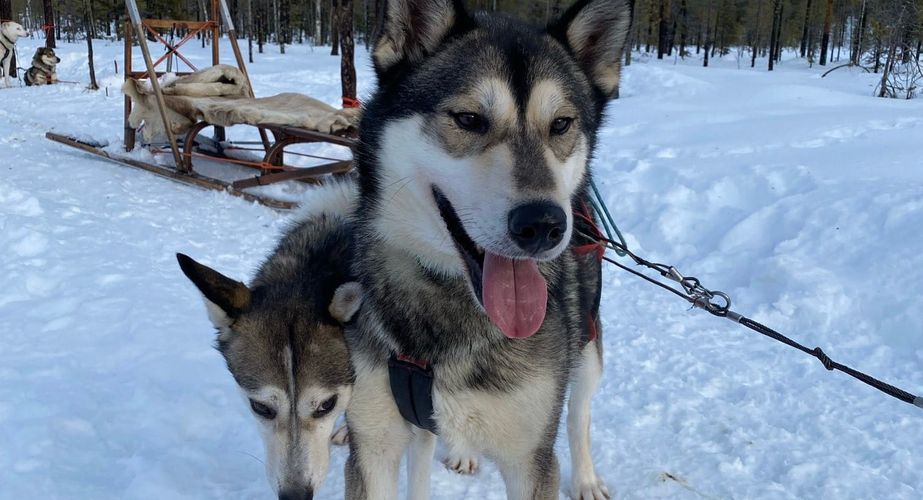 29 38 Lapland 14 29 38 Lapland 14